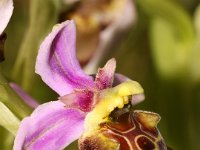 0008 (Hummelragwurz) - Kopie